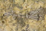 Multiple Crinoid & Bryozoan Fossil Plate - Anna, Illinois #94765-5